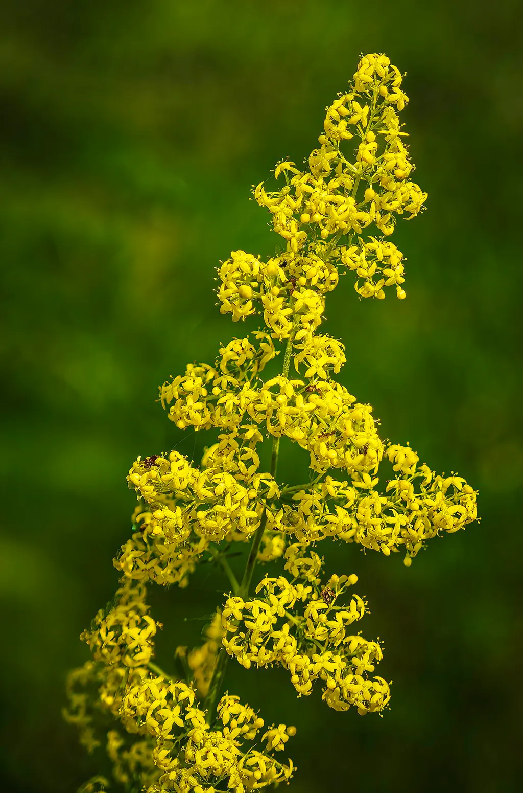 Lady's Bedstraw (Galium verum)