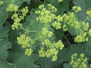 Lady's Mantle (Alchemilla mollis)