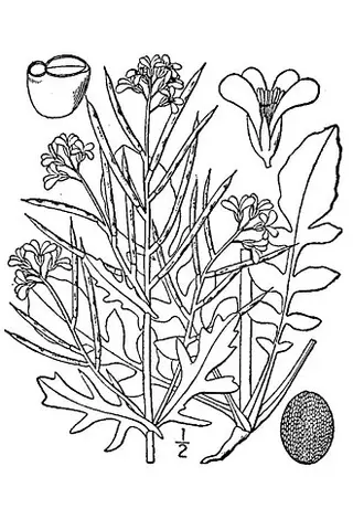 Land Cress (American Cress) (Barbarea verna)