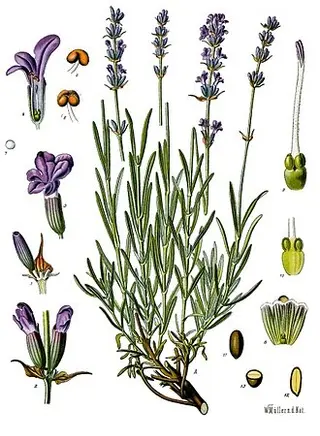 Lavender (Lavandula angustifolia)