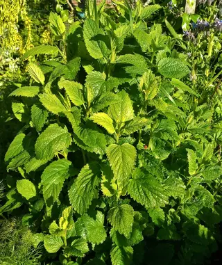 Lemon Balm (Melissa officinalis)