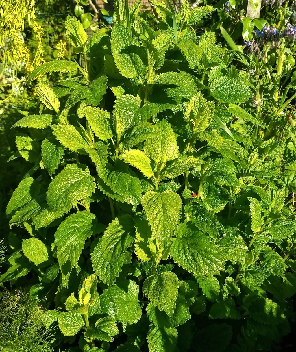 Lemon Balm (Melissa officinalis)