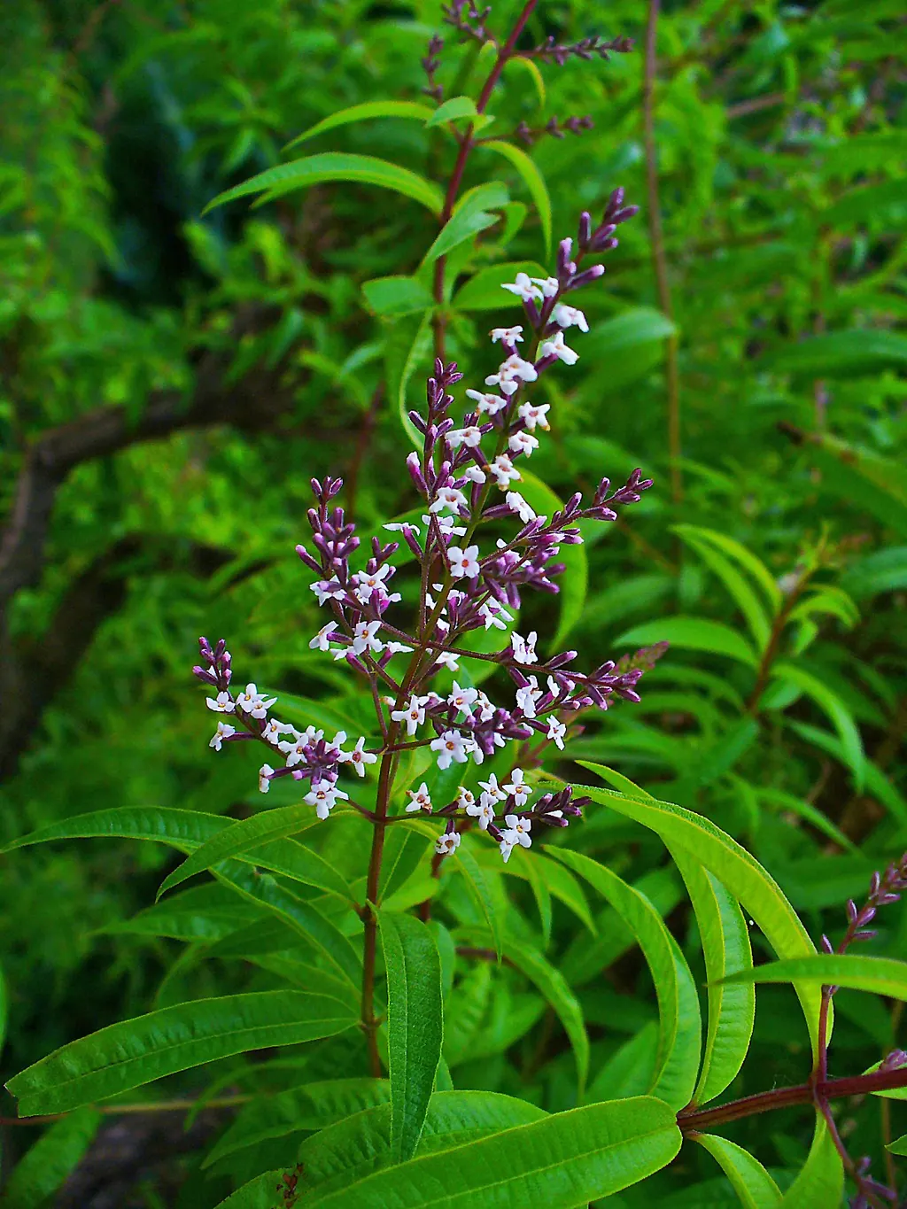 Lemon Verbena (Aloysia citrodora)