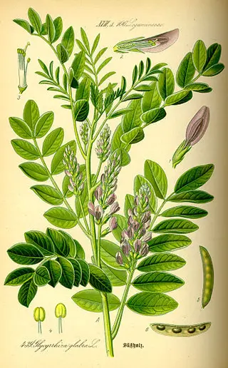 Liquorice (Glycyrrhiza glabra)