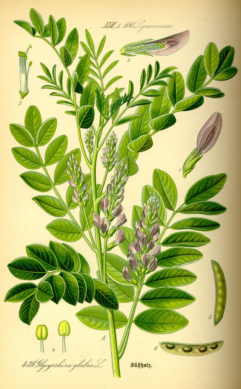 Liquorice (Glycyrrhiza glabra)