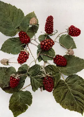 Loganberry (Rubus × loganobaccus)