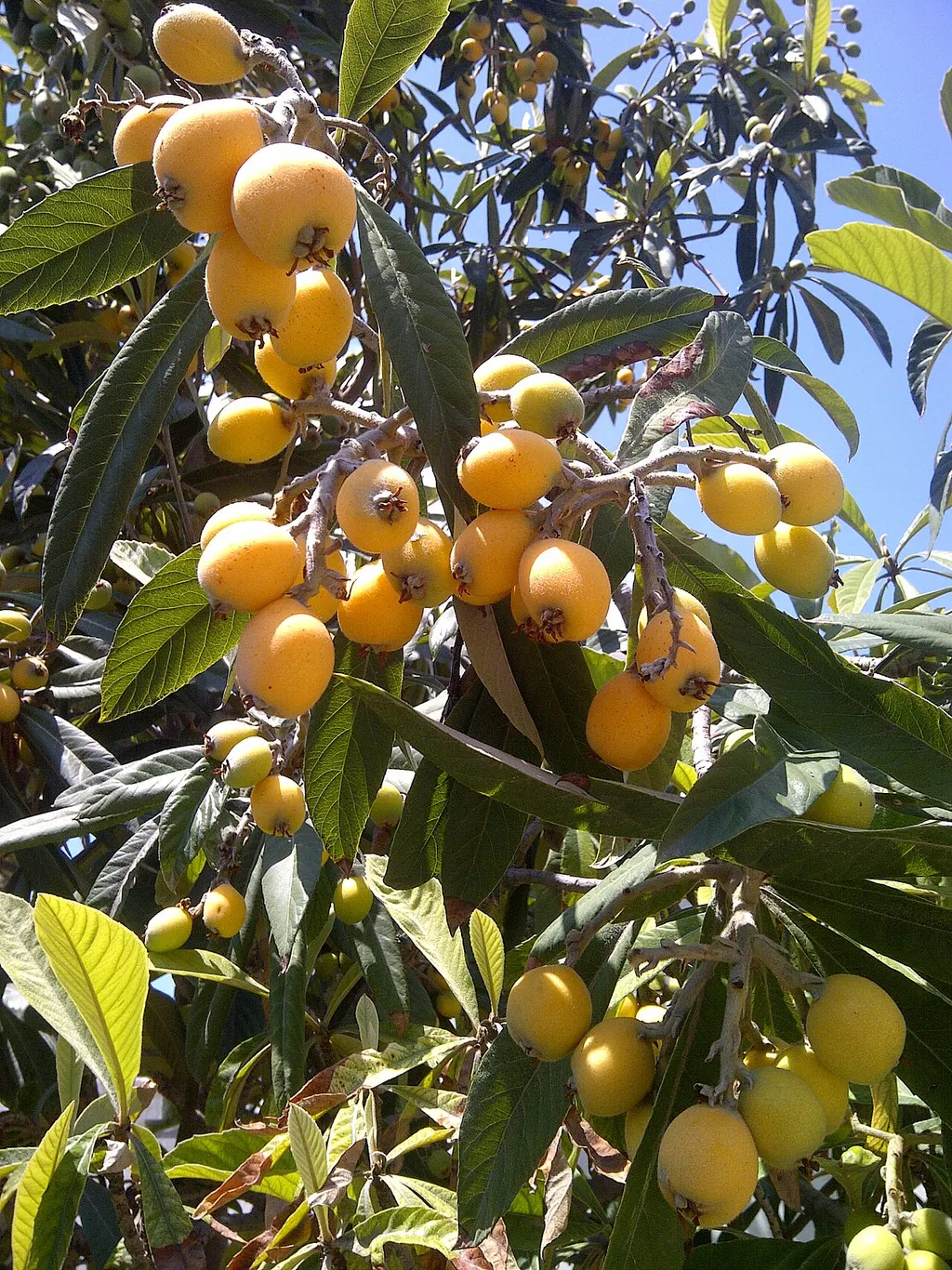 Loquat (Eriobotrya japonica)