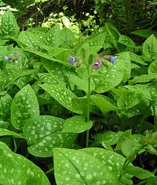 Lungwort (Pulmonaria officinalis)