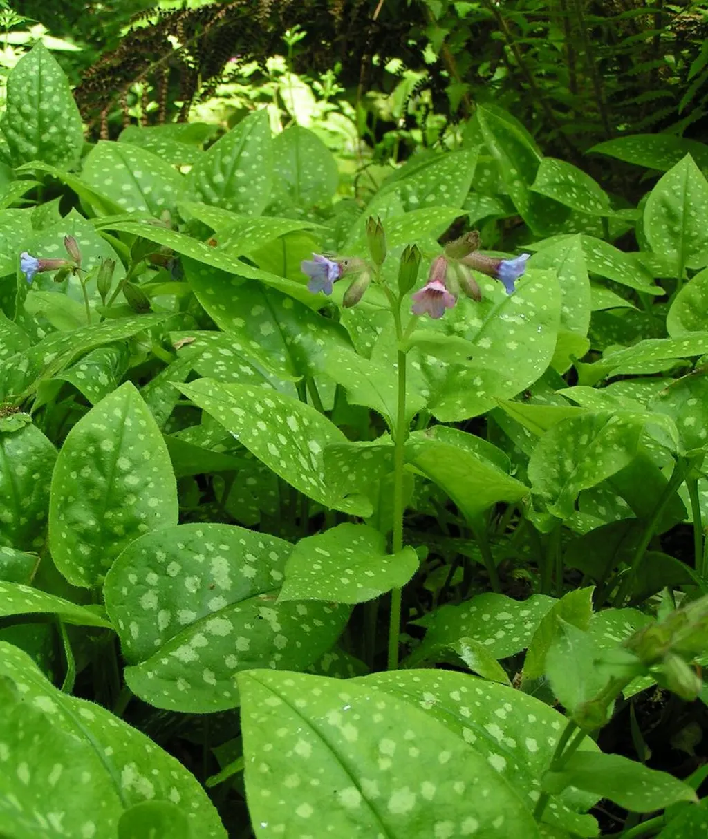 Lungwort (Pulmonaria officinalis)