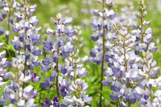 Perennial Lupin (Lupinus perennis)