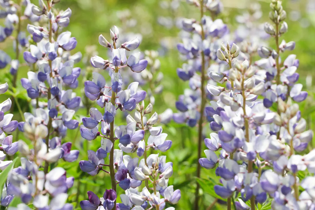 Perennial Lupin (Lupinus perennis)