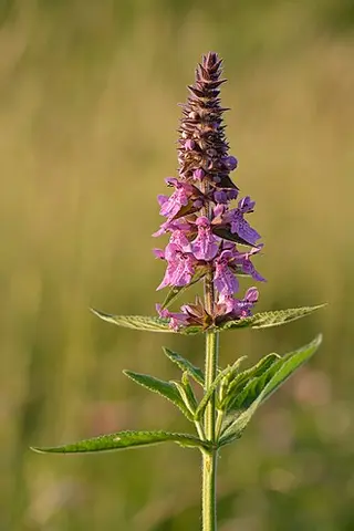 Marsh Woundwort (Stachys palustris)