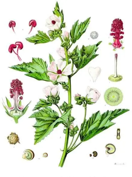 Marsh Mallow (Althaea officinalis)