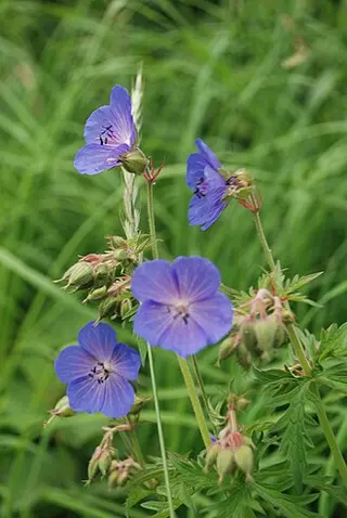 Meadow Cranesbill (Geranium pratense)