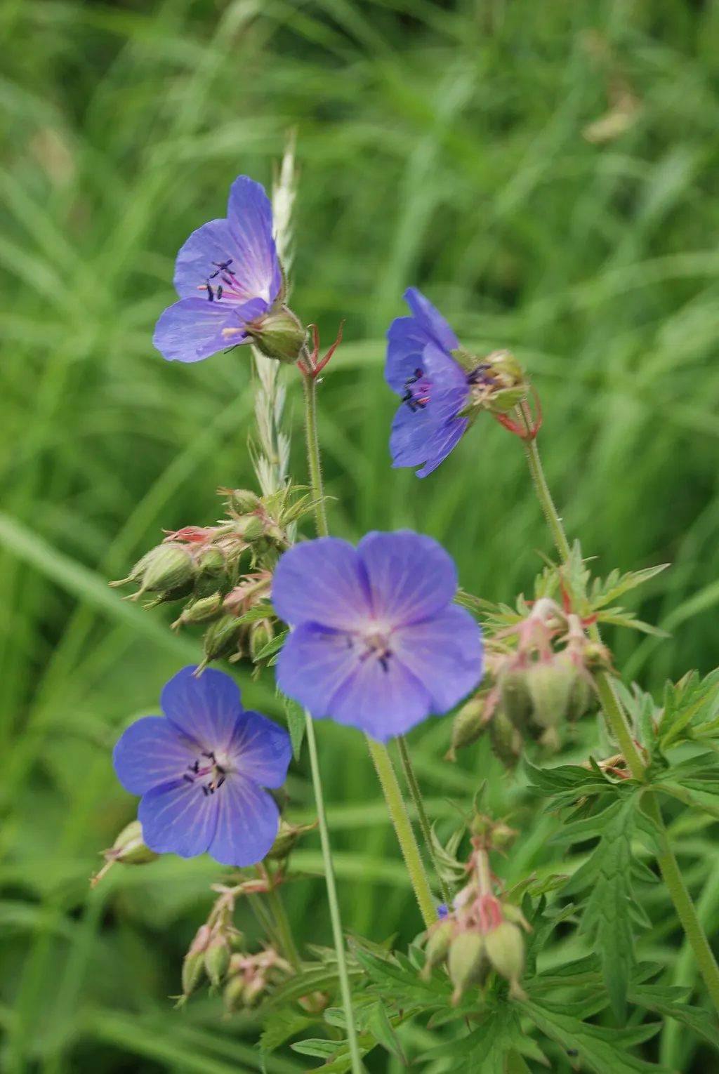 Meadow Cranesbill (Geranium pratense)