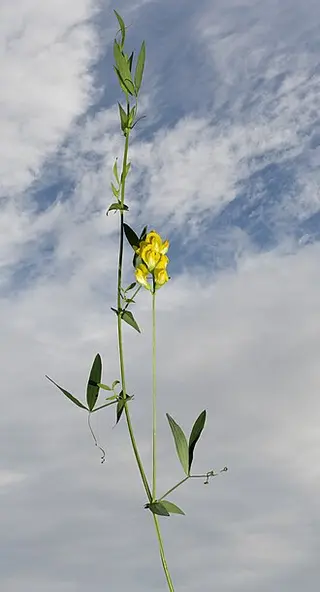 Meadow Vetchling (Lathyrus pratensis)