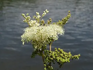 Meadowsweet (Filipendula ulmaria)