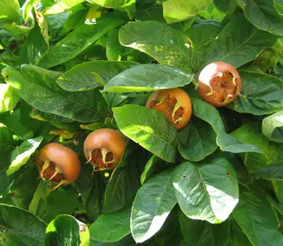Medlar (Mespilus germanica)