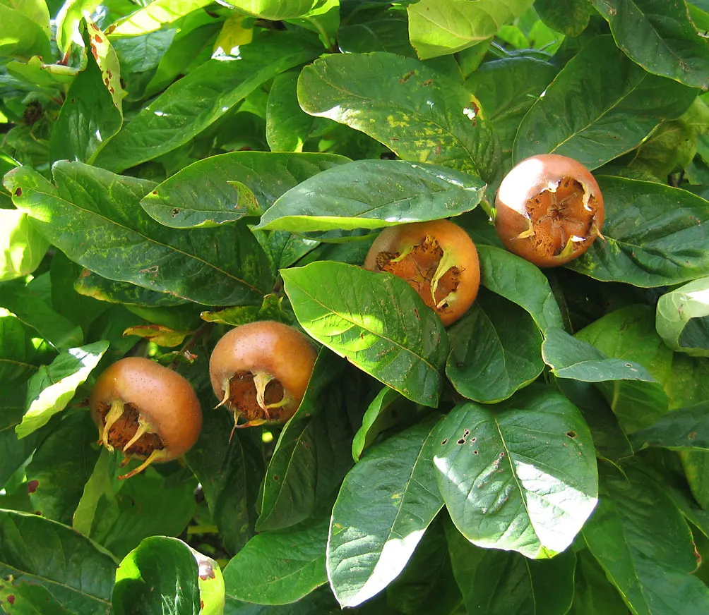 Medlar (Mespilus germanica)