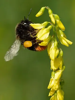 Ribbed Melilot (Melilotus officinalis)