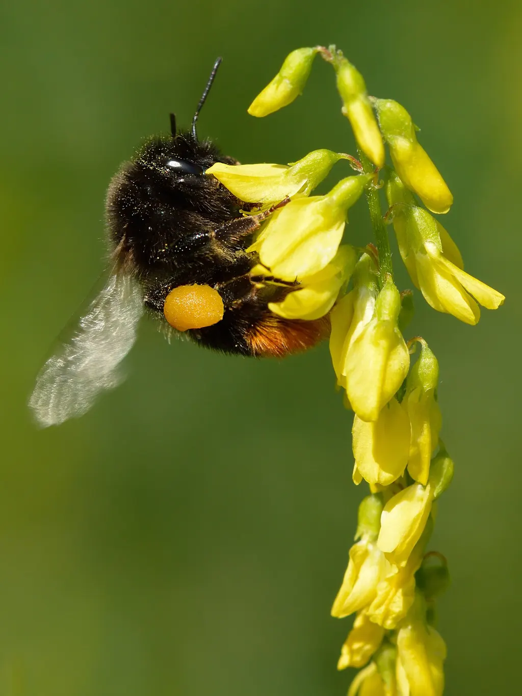Ribbed Melilot (Melilotus officinalis)