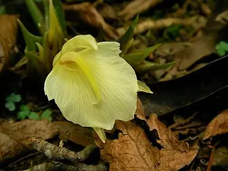 Mioga Ginger (Zingiber mioga)