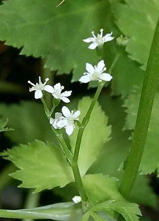 Mitsuba (Japanese Parsley) (Cryptotaenia japonica)