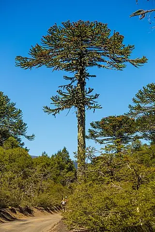 Monkey Puzzle (Araucaria araucana)
