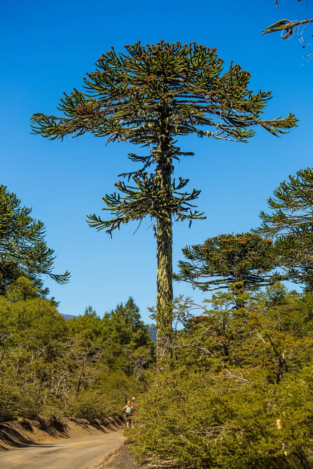 Monkey Puzzle (Araucaria araucana)