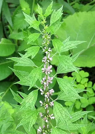 Motherwort (Leonurus cardiaca)