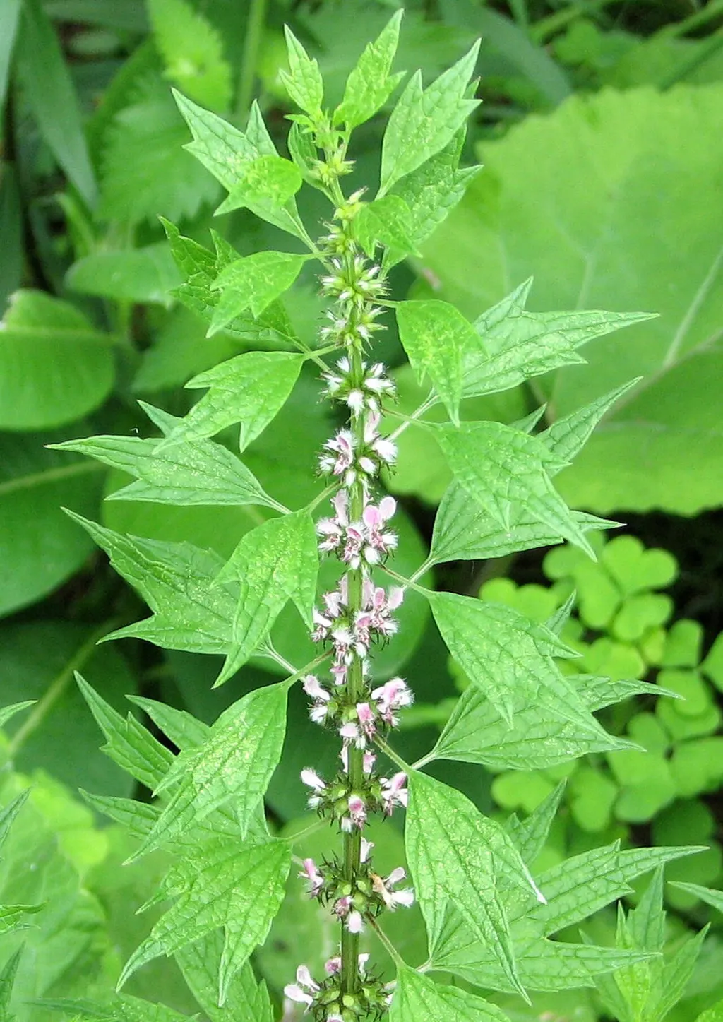 Motherwort (Leonurus cardiaca)