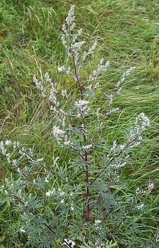Mugwort (Artemisia vulgaris)