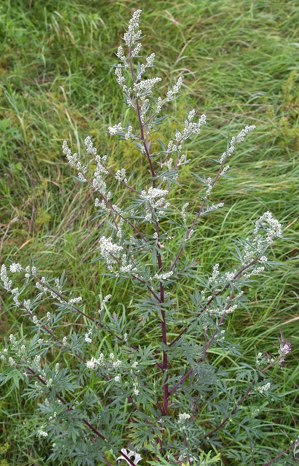 Mugwort (Artemisia vulgaris)