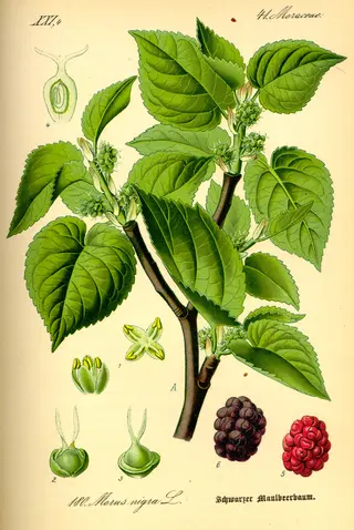 Black Mulberry (Morus nigra)