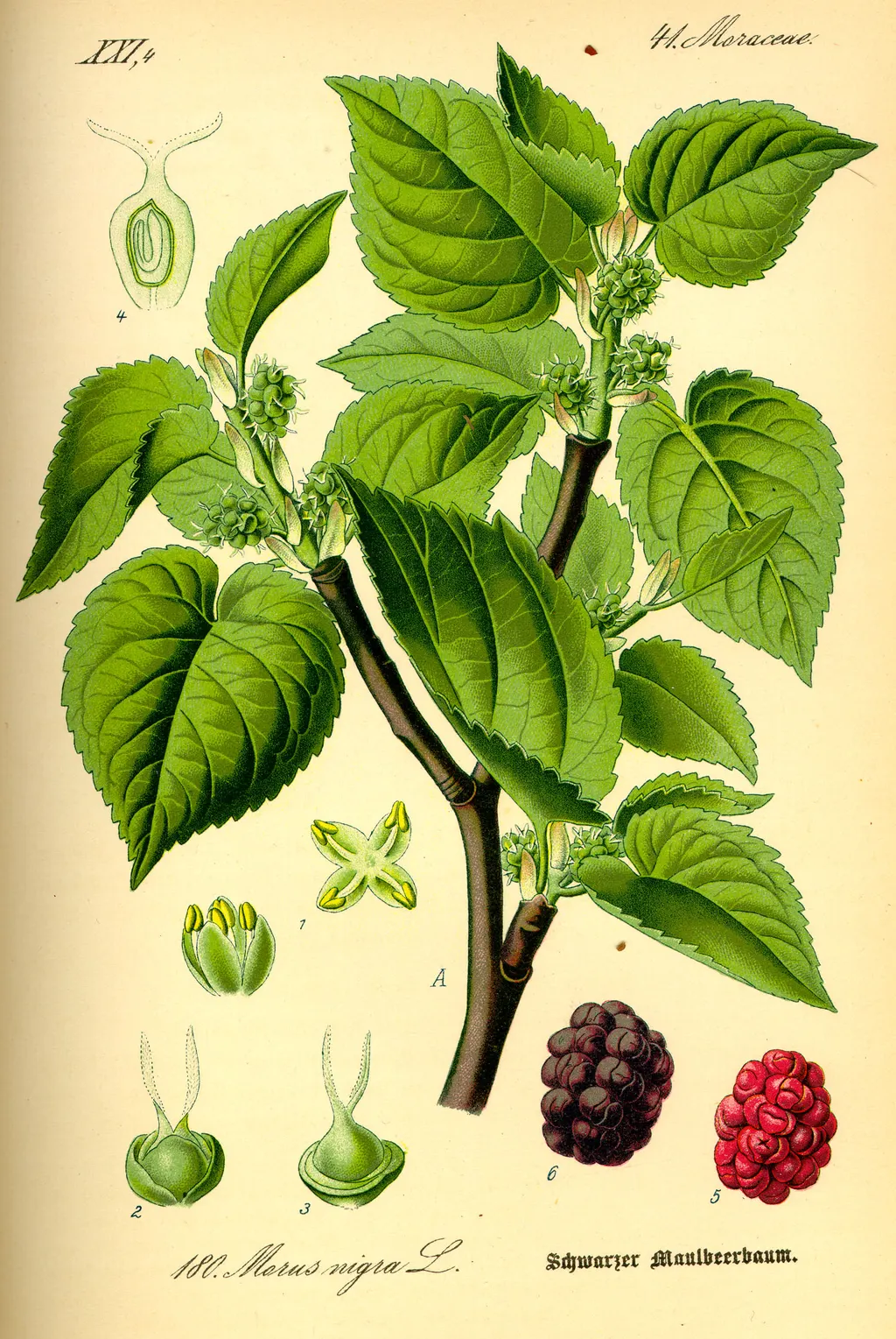 Black Mulberry (Morus nigra)