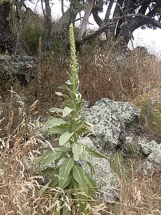 Mullein (Verbascum thapsus)