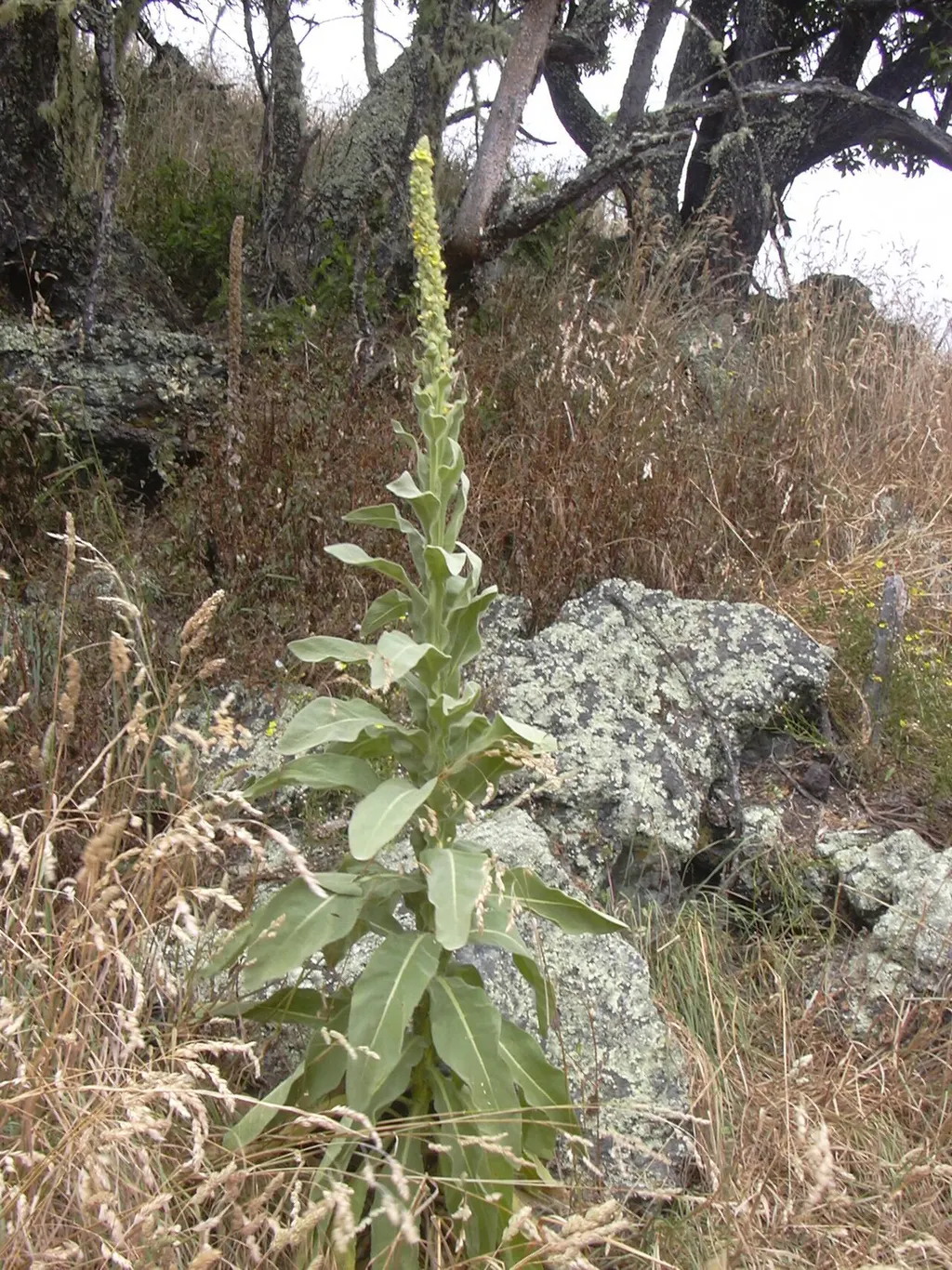 Mullein (Verbascum thapsus)