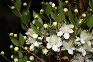 Common Myrtle (Myrtus communis)