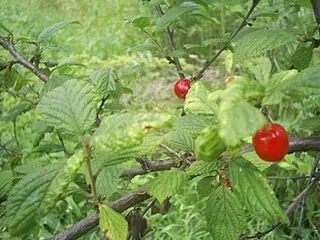 Nanking Cherry (Prunus tomentosa)