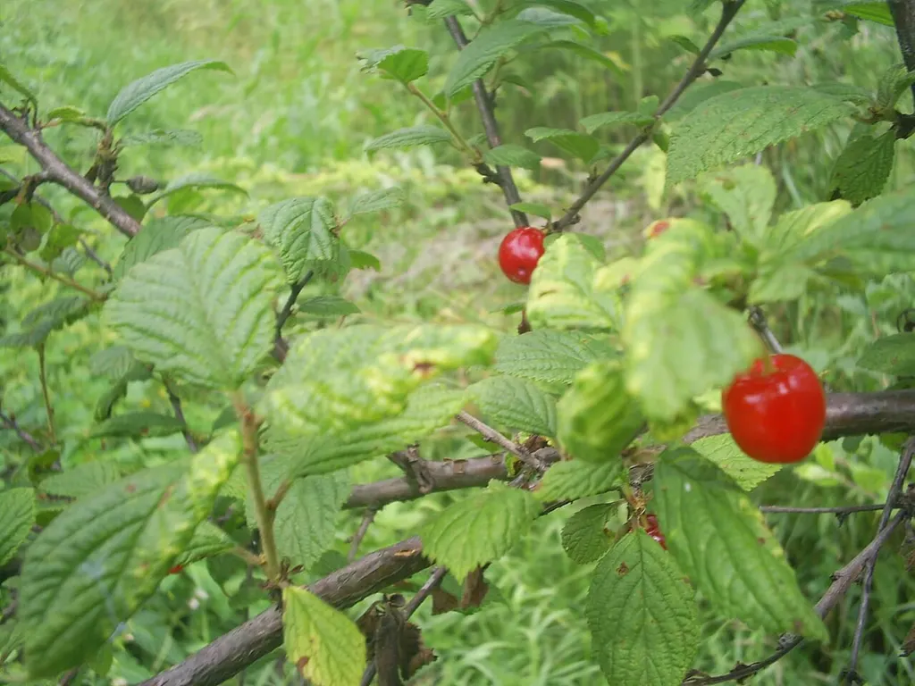 Nanking Cherry (Prunus tomentosa)