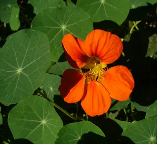 Nasturtium (Tropaeolum majus)