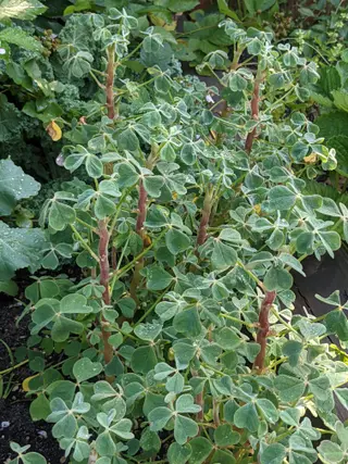 Oca (Oxalis tuberosa)