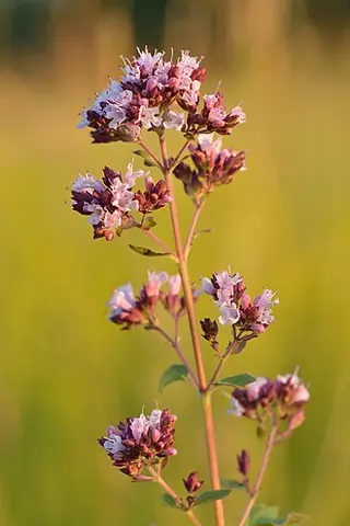 Oregano / Marjoram (Origanum vulgare)