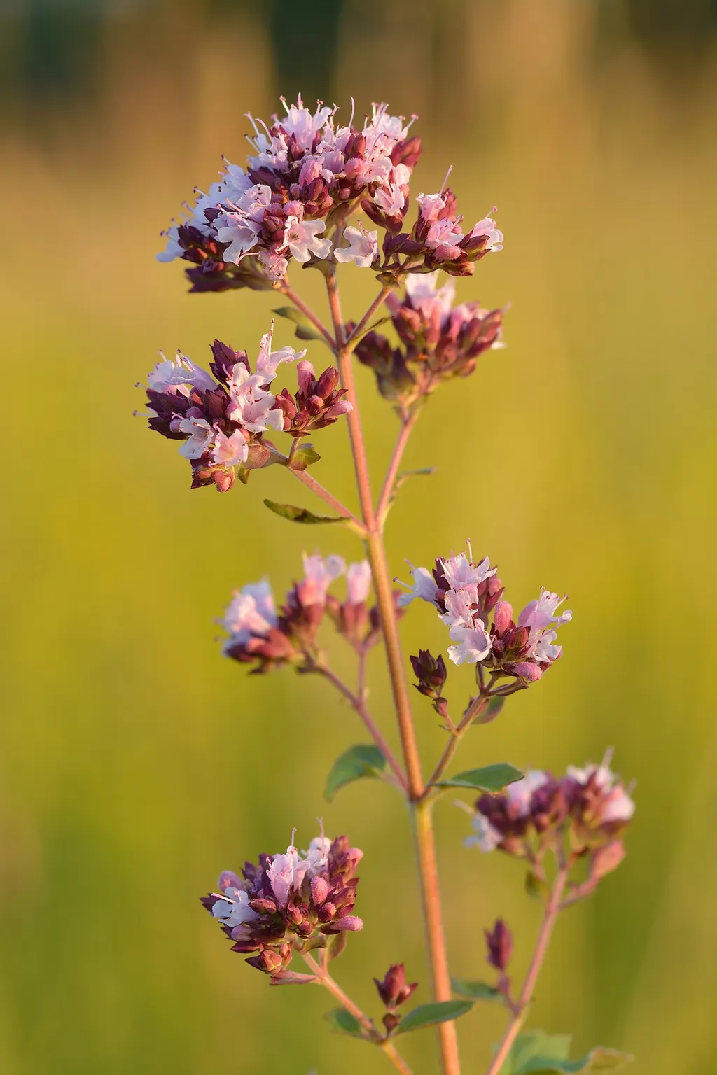 Oregano / Marjoram (Origanum vulgare)