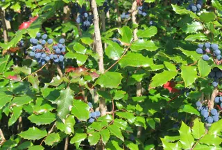 Oregon Grape (Mahonia aquifolium)