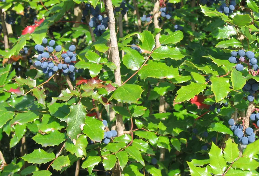 Oregon Grape (Mahonia aquifolium)
