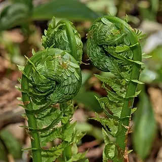 Ostrich Fern (Matteuccia struthiopteris)