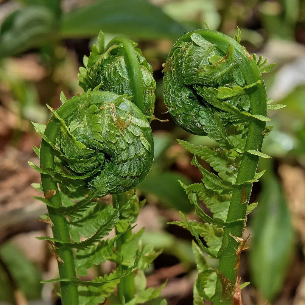 Ostrich Fern (Matteuccia struthiopteris)