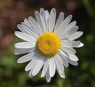 Ox-eye Daisy (Leucanthemum vulgare)