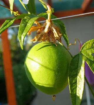 Maypop (Hardy Passionflower) (Passiflora incarnata)